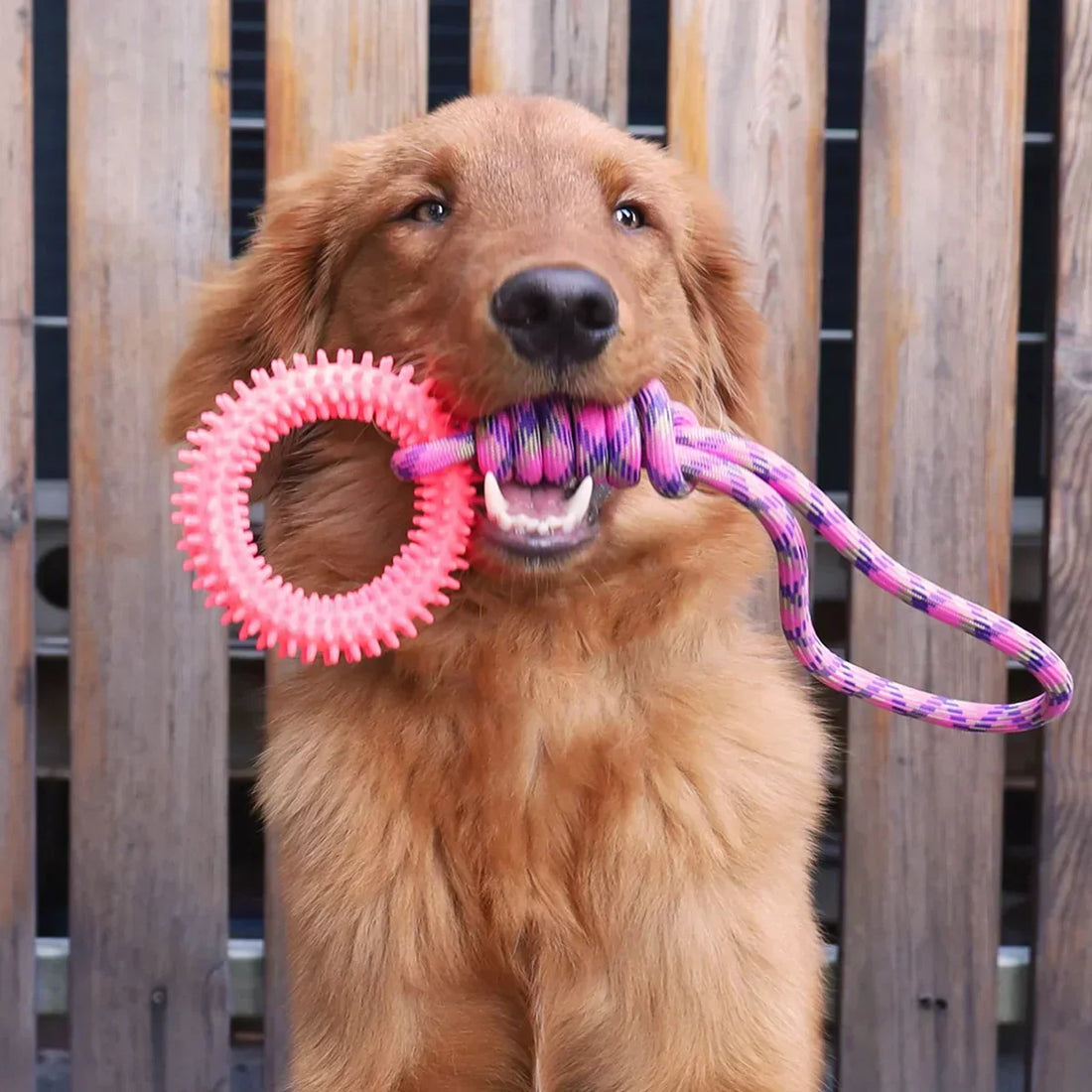 Juguete de cuerda interactivo para perros
