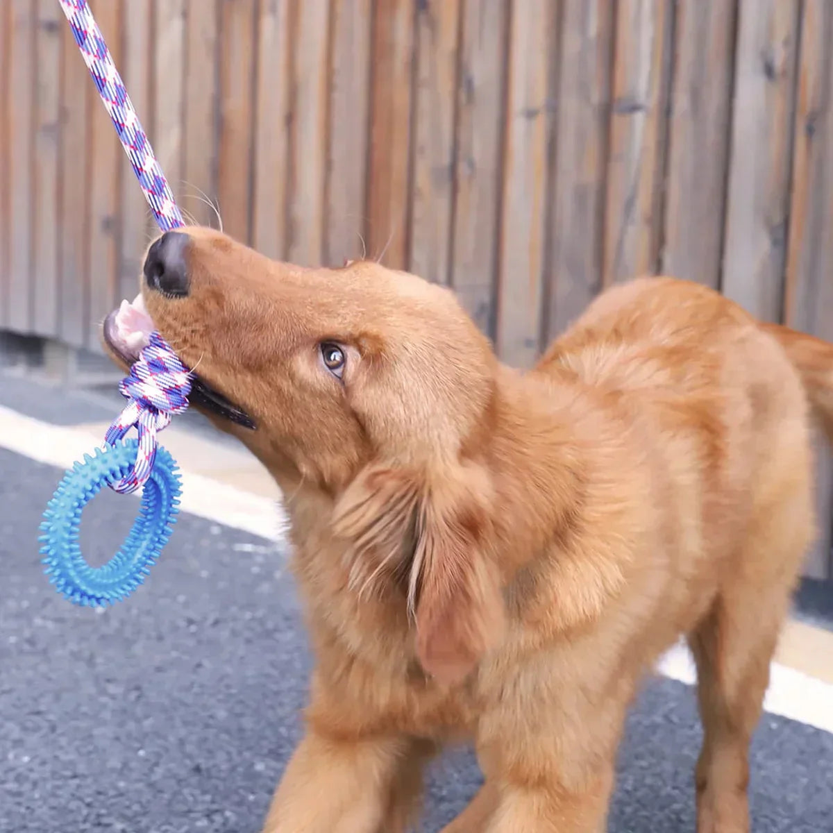 Juguete de cuerda interactivo para perros